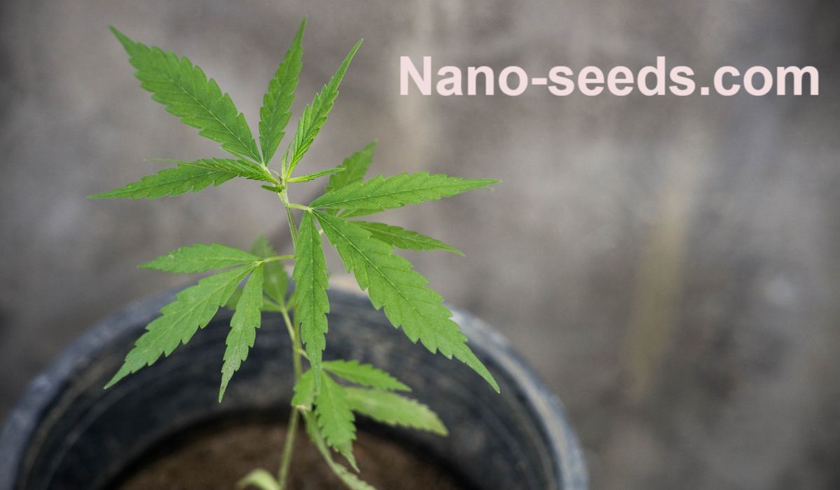 nano-seeds.com